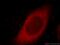 Myosin VIIA antibody, 20720-1-AP, Proteintech Group, Immunofluorescence image 