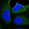 Kelch Domain Containing 8B antibody, PA5-53173, Invitrogen Antibodies, Immunofluorescence image 