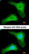 Phosducin-like protein antibody, orb74168, Biorbyt, Immunofluorescence image 