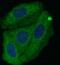 SERPINA1 antibody, FNab00338, FineTest, Immunofluorescence image 