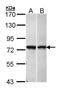 Protein fat-free homolog antibody, PA5-21674, Invitrogen Antibodies, Western Blot image 