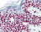 Lamin A/C antibody, 48-091, ProSci, Immunohistochemistry paraffin image 