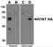 Influenza A H1N1 Hemagglutinin antibody, 5237, ProSci, Western Blot image 