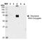 Dityrosine antibody, MA5-27575, Invitrogen Antibodies, Western Blot image 