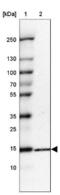 Ribosomal Protein L34 antibody, NBP1-81331, Novus Biologicals, Western Blot image 