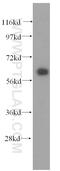 Coenzyme Q8A antibody, 15528-1-AP, Proteintech Group, Western Blot image 