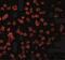 TLR11 antibody, NBP1-77202, Novus Biologicals, Immunofluorescence image 