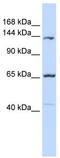 Protocadherin 12 antibody, TA342018, Origene, Western Blot image 