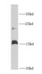 Ghrelin And Obestatin Prepropeptide antibody, FNab03452, FineTest, Western Blot image 