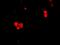 Cell Death Inducing DFFA Like Effector B antibody, A07404-1, Boster Biological Technology, Immunofluorescence image 