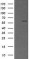 CD19 antibody, TA506240, Origene, Western Blot image 