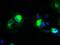 Prominin 2 antibody, MA5-24902, Invitrogen Antibodies, Immunocytochemistry image 