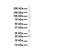 KRAS Proto-Oncogene, GTPase antibody, PA5-44339, Invitrogen Antibodies, Western Blot image 