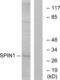 Spindlin 1 antibody, LS-B10006, Lifespan Biosciences, Western Blot image 