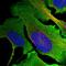 Muskelin 1 antibody, HPA041810, Atlas Antibodies, Immunofluorescence image 