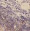 IKAROS Family Zinc Finger 2 antibody, FNab04205, FineTest, Immunohistochemistry frozen image 