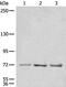 Centrosomal Protein 72 antibody, PA5-68398, Invitrogen Antibodies, Western Blot image 