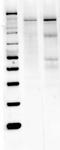 Neuronal NOS antibody, NB120-3511, Novus Biologicals, Western Blot image 