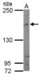 Paired amphipathic helix protein Sin3b antibody, NBP2-20368, Novus Biologicals, Western Blot image 
