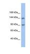 Contactin Associated Protein Like 3 antibody, NBP1-70503, Novus Biologicals, Western Blot image 