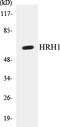 Histamine Receptor H1 antibody, EKC1282, Boster Biological Technology, Western Blot image 