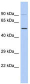 N-Acyl Phosphatidylethanolamine Phospholipase D antibody, TA333341, Origene, Western Blot image 