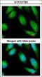 B-CK antibody, LS-B10753, Lifespan Biosciences, Immunocytochemistry image 