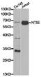 Ecto-5 -nucleotidase antibody, TA327230, Origene, Western Blot image 