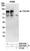 TGN51 antibody, A304-434A, Bethyl Labs, Immunoprecipitation image 