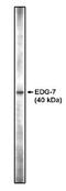 Lysophosphatidic Acid Receptor 3 antibody, orb108774, Biorbyt, Western Blot image 