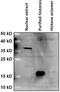 Histone H2B type 1-L antibody, PA5-48429, Invitrogen Antibodies, Western Blot image 