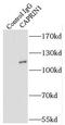 Cell Cycle Associated Protein 1 antibody, FNab01251, FineTest, Immunoprecipitation image 