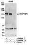 UHRF1 Binding Protein 1 Like antibody, A304-944A, Bethyl Labs, Immunoprecipitation image 