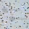 Paired Box 7 antibody, A7335, ABclonal Technology, Immunohistochemistry paraffin image 