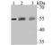 Sterol 26-hydroxylase, mitochondrial antibody, NBP2-76827, Novus Biologicals, Western Blot image 
