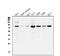Signal Transducer And Activator Of Transcription 1 antibody, M00036-2, Boster Biological Technology, Western Blot image 