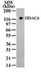 Histone Deacetylase 6 antibody, TA336337, Origene, Western Blot image 