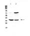 Fc Fragment Of IgE Receptor II antibody, A04237, Boster Biological Technology, Western Blot image 