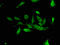ALG13 UDP-N-Acetylglucosaminyltransferase Subunit antibody, LS-C501997, Lifespan Biosciences, Immunofluorescence image 