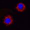 VEGF antibody, AF1603, R&D Systems, Immunofluorescence image 