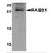Ras-related protein Rab-21 antibody, MBS150716, MyBioSource, Western Blot image 