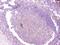 CD1b Molecule antibody, A02158-1, Boster Biological Technology, Immunohistochemistry frozen image 