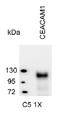 Carcinoembryonic Antigen Related Cell Adhesion Molecule 1 antibody, AM26011PU-N, Origene, Western Blot image 