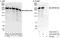 Small Nuclear Ribonucleoprotein U5 Subunit 200 antibody, A303-453A, Bethyl Labs, Immunoprecipitation image 