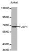 Far Upstream Element Binding Protein 1 antibody, abx004275, Abbexa, Western Blot image 