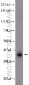 Stomatin-like protein 2 antibody, 10348-1-AP, Proteintech Group, Western Blot image 
