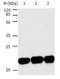 BH3-interacting domain death agonist antibody, TA323207, Origene, Western Blot image 