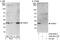 FKBP Prolyl Isomerase 3 antibody, A302-601A, Bethyl Labs, Western Blot image 