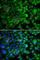 Isocitrate dehydrogenase [NADP], mitochondrial antibody, A7190, ABclonal Technology, Immunofluorescence image 