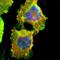 Gravin antibody, HPA006344, Atlas Antibodies, Immunocytochemistry image 